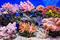 O que são corais de recifes?